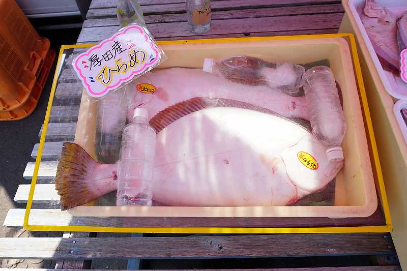 厚田港朝市では巨大なヒラメも3000円～で販売されていました