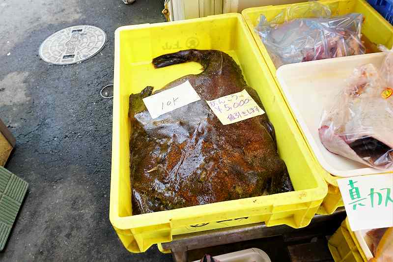 厚田港朝市で 1匹まるまんまのアンコウが、この日は5000円！