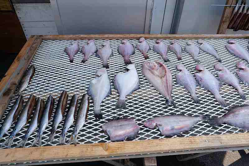 石狩湾新港朝市の店頭に並ぶ魚の一夜干し