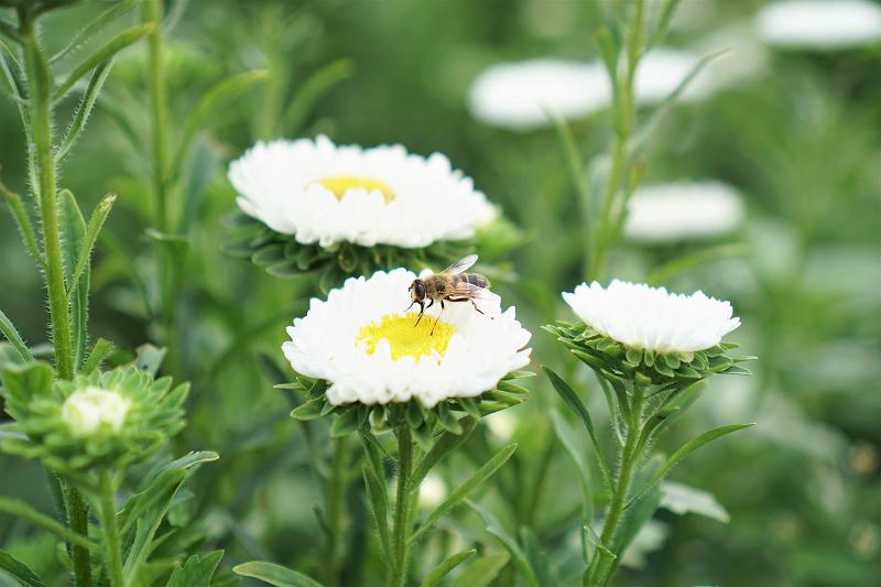 白いお花に蜂がとまっている