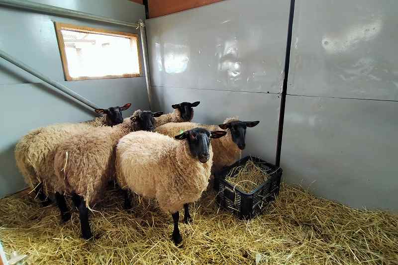 敷き詰められた藁の上にサフォーク種の羊がいる