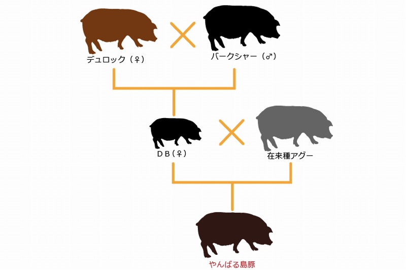 やんばる島豚の血統