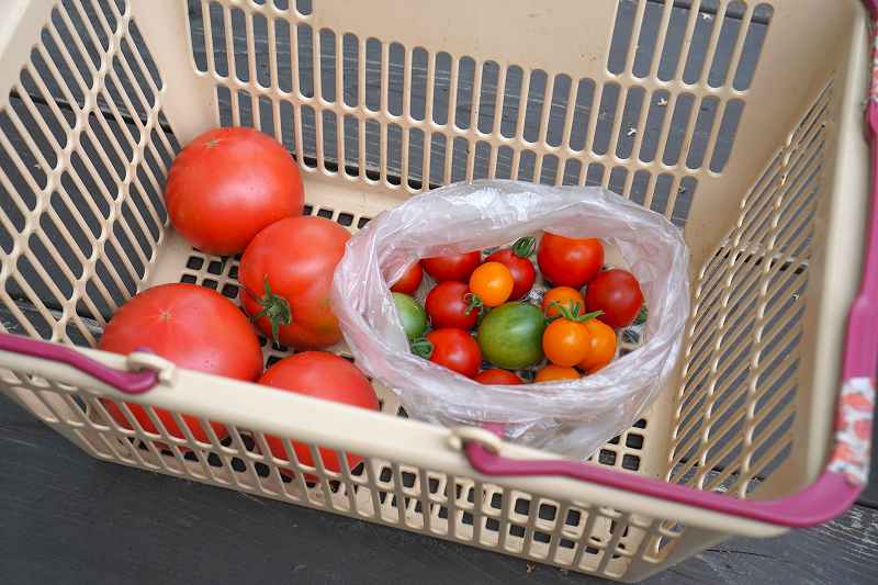 トマトが4個と3色のミニトマトがカゴに入れられ、テーブルに置かれている