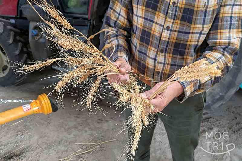 江別市の小麦農家・萩原英樹さんが小麦を手に持っている様子
